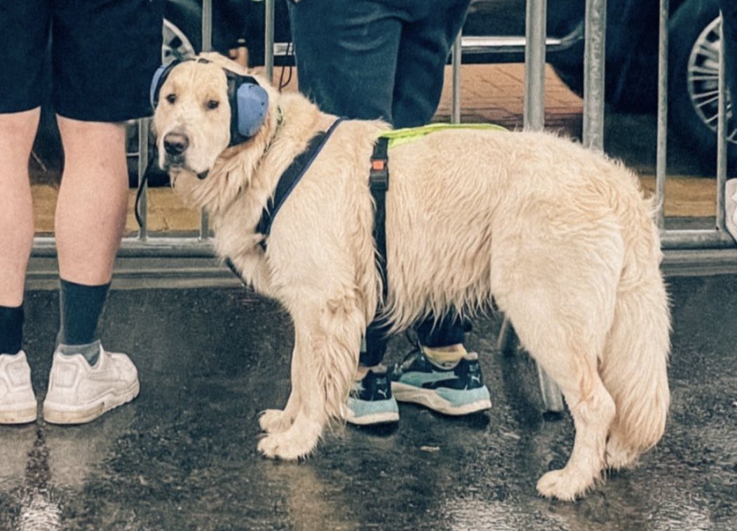 formuleo_'s tweet photo. A special VIP guest in the Dutch GP pit lane!!🐾 https://t.co/aYzUbQ5C6c