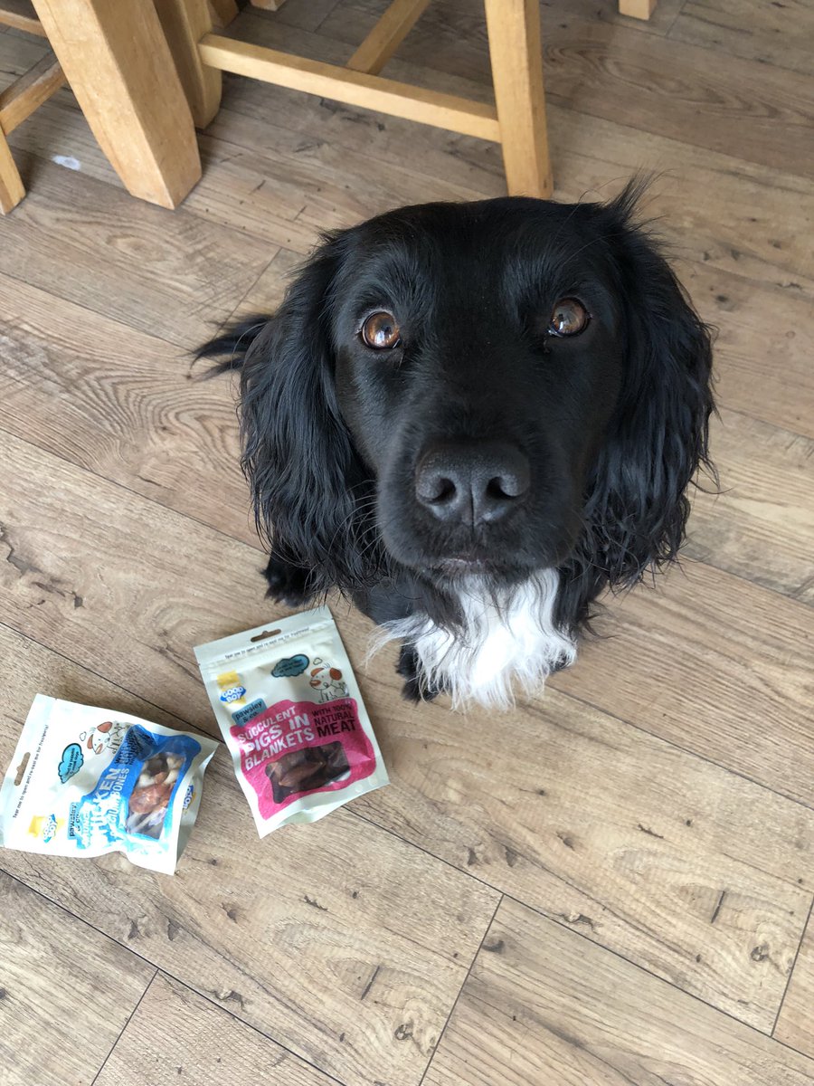 Pals ! Today is my 2nd birthday 🥳, I am hoping for a day of treats, belly rubs and fun 🐶🐾💙….