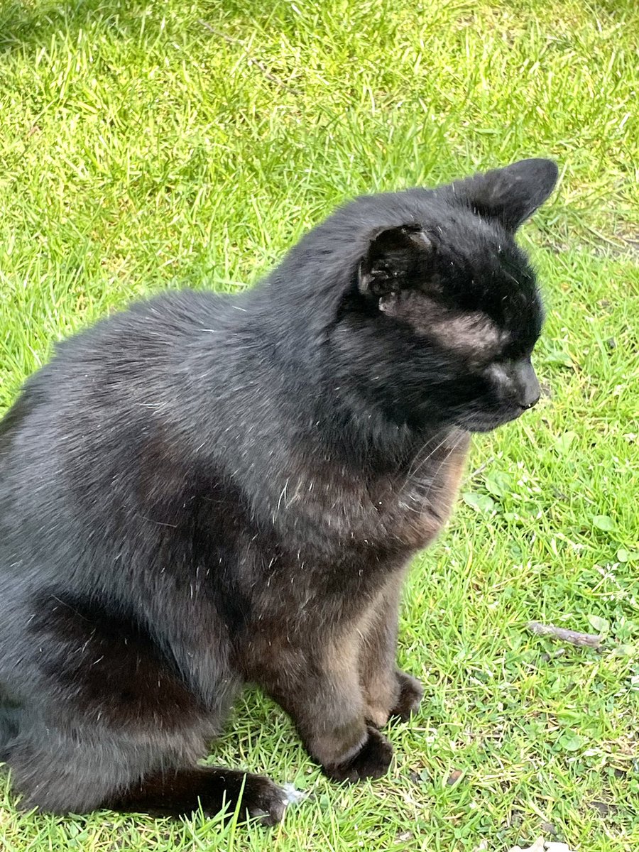 Suzypuzy's tweet photo. Happy Marley πββ¬ #Caturday #cats #catlovers #catsrule #animallovers #CatsRuleTheWorld #kittyx #panthurs #blackcats #catsofx https://t.co/OOK3tn412j