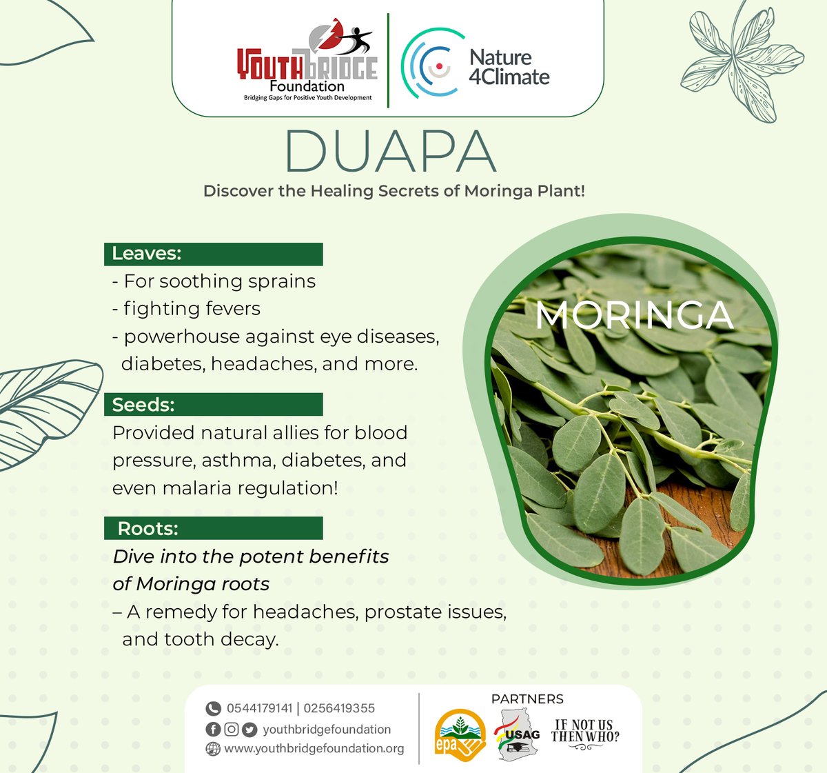 In the heart of Ghana's green movement, the Moringa plant, known for its astonishing health benefits, became one of the cornerstones of our <a href="/YouthBridge2/">Youth Bridge Foundation</a>  DUAPA Pilot Project. Because we believe in the power of nature's medicine chest!
<a href="/Nature4Climate/">Nature4Climate</a> 
#DUAPA #Greengh #moringa