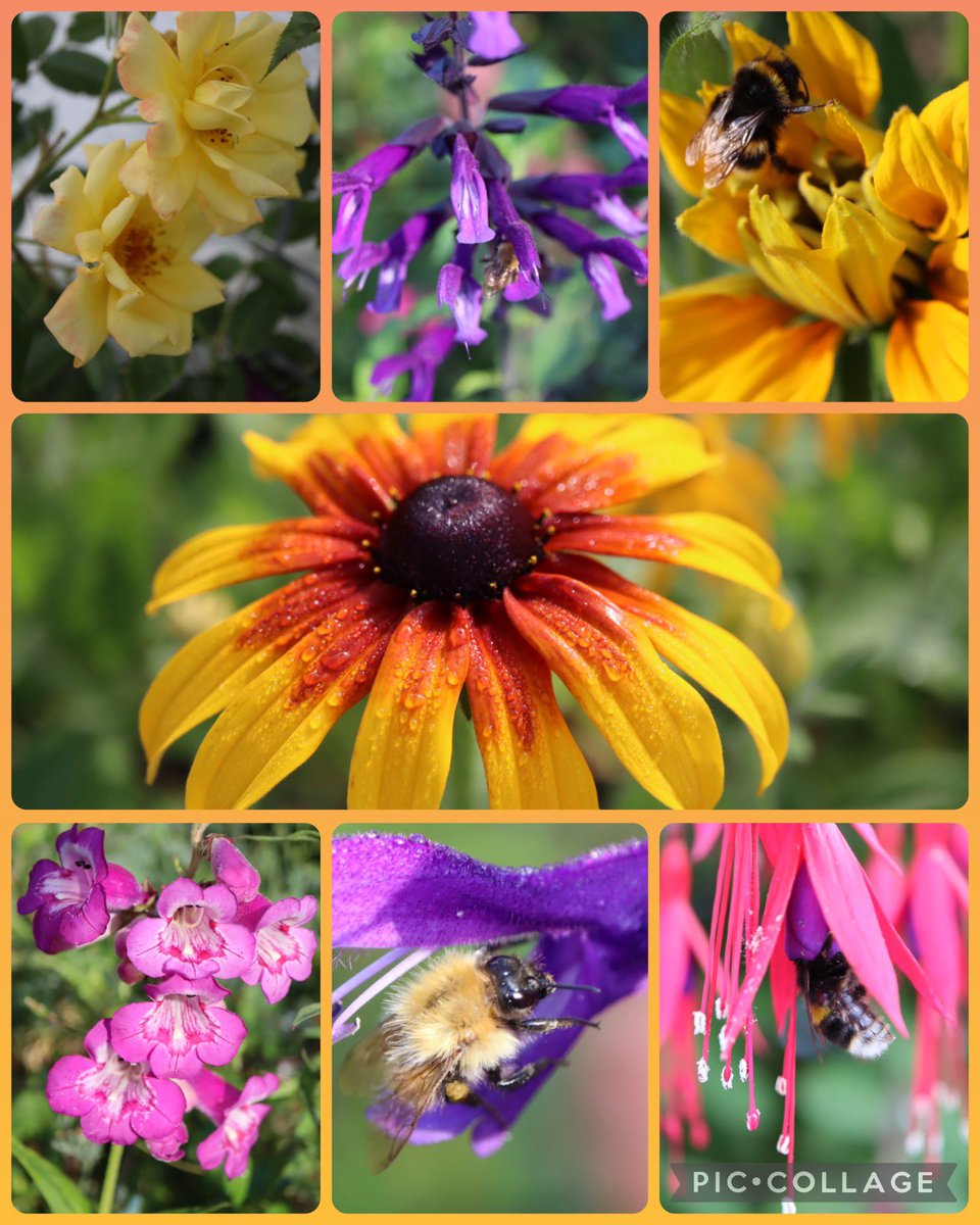 Happy Saturday from our garden this morning with Rose ‘Laura Ford’, Salvia Amistad, Rudbeckia, Penstemon, Fuchsia and some bumblebees 🐝💕🐝💜🐝💛#SixOnSaturday