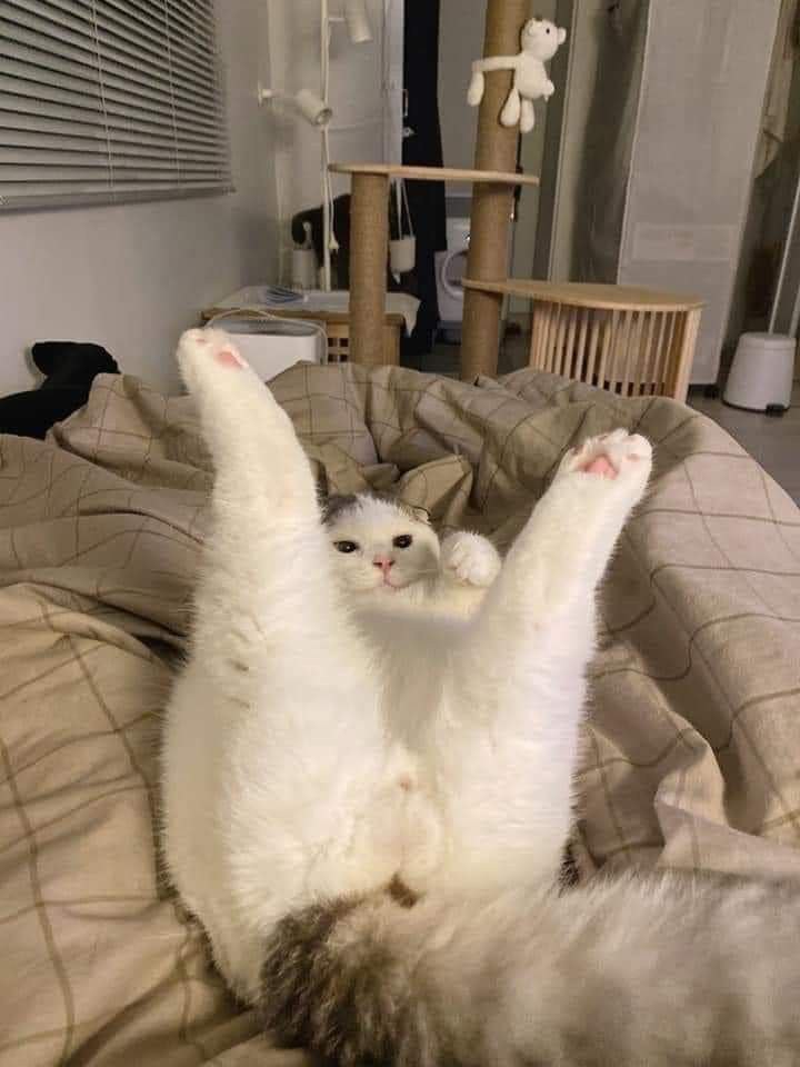 دخترا وقتی میرن لیزر :