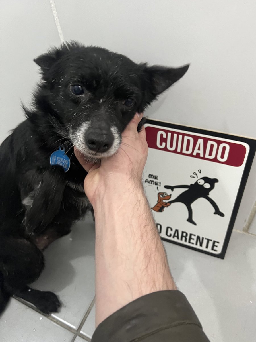 Casa do Vira-lata tweet media