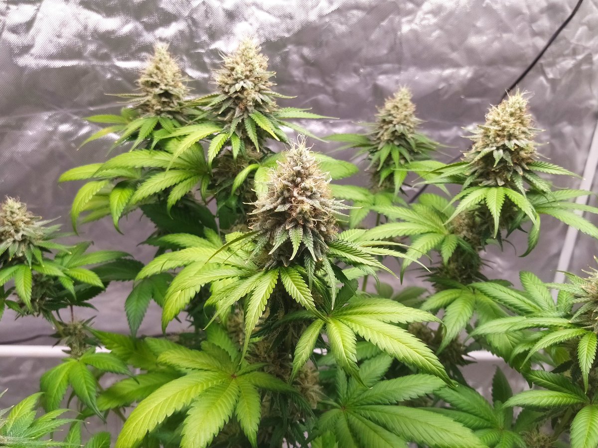 StephandjoG's tweet photo. Gorilla Sherbet F1 Fast Ver. from @sweetseeds_es 
6 weeks of flowering.
Maybe a couple of weeks before harvest 😉👍 https://t.co/F5mqQqb2va