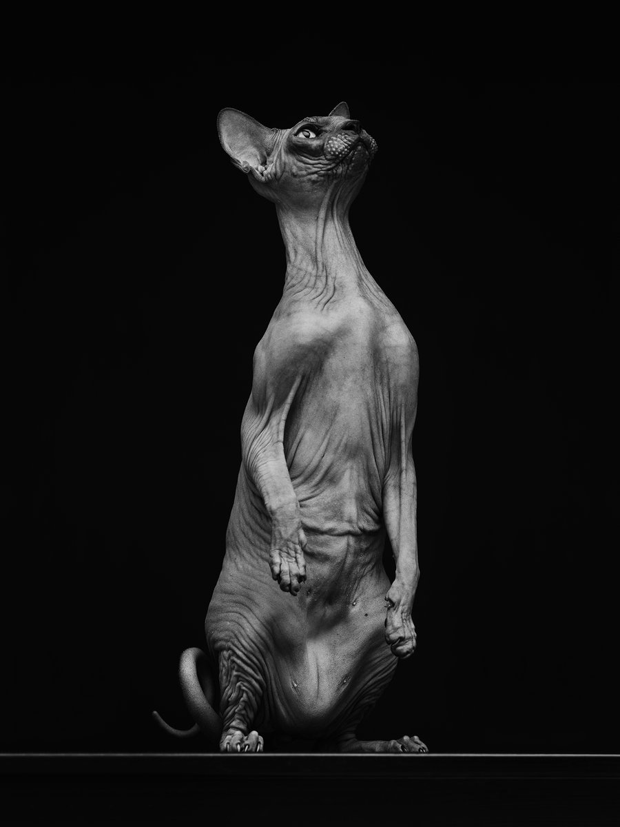 Good morning👹

Continuing the series of cat nude photos🔥

Photo: Shad
Model: Heinrich
Camera/lens: Fujifilm GFX 100S + Fujifilm GF 110 f/2