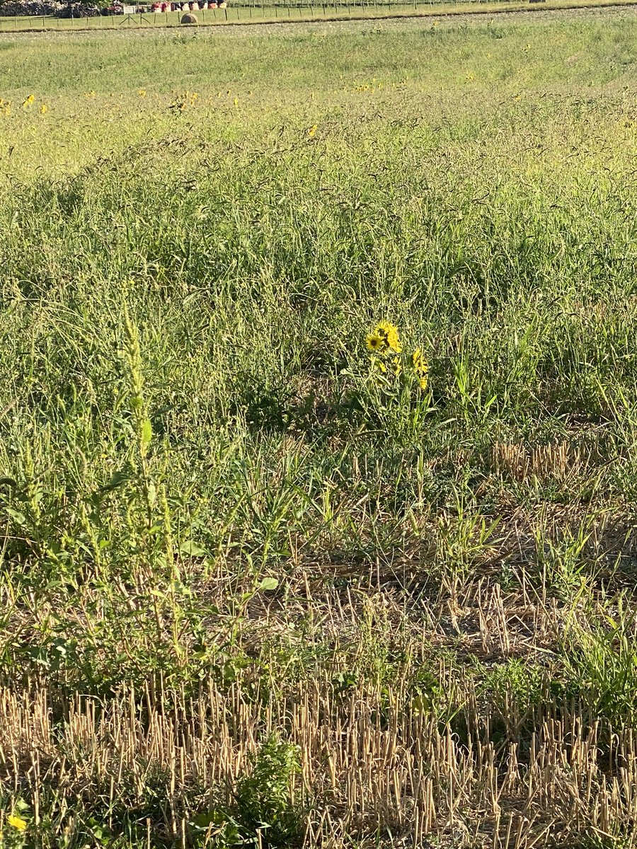JayGarnerWrites's tweet photo. Scrumped some sunflowers 🌻 They had been looking lonely. Some writing inspiration for my workspace #writinglife #frenchlife https://t.co/8Zo7JtLq7o