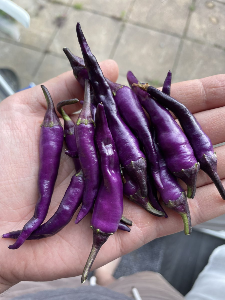 StevePhillips85's tweet image. A little late due to the disastrous first sowing, but worth the wait 👌🏻