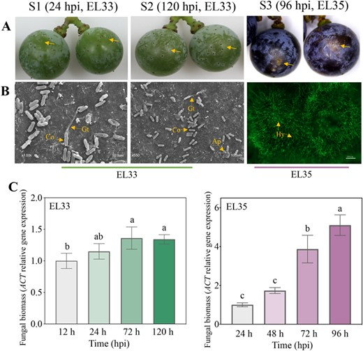 Hortres's tweet photo. VabHLH137 boosts proanthocyanidin and anthocyanin production in grapevines, strengthening resistance to Colletotrichum gloeosporioides. Nature's defense upgrade! 🍇🛡 #GrapeScience #DiseaseResistance
@OxfordJournals 
Details: https://t.co/wC0aDn3XGB https://t.co/ixi4te72y5