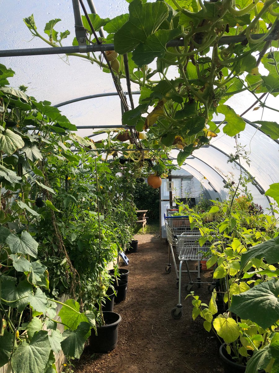 BandstandBeds's tweet photo. Good morning from Bandstand Beds! 🥬

A range of produce, chutneys and jams are available for a donation on our stall. Come down and say hello! https://t.co/aUinTNuSyr