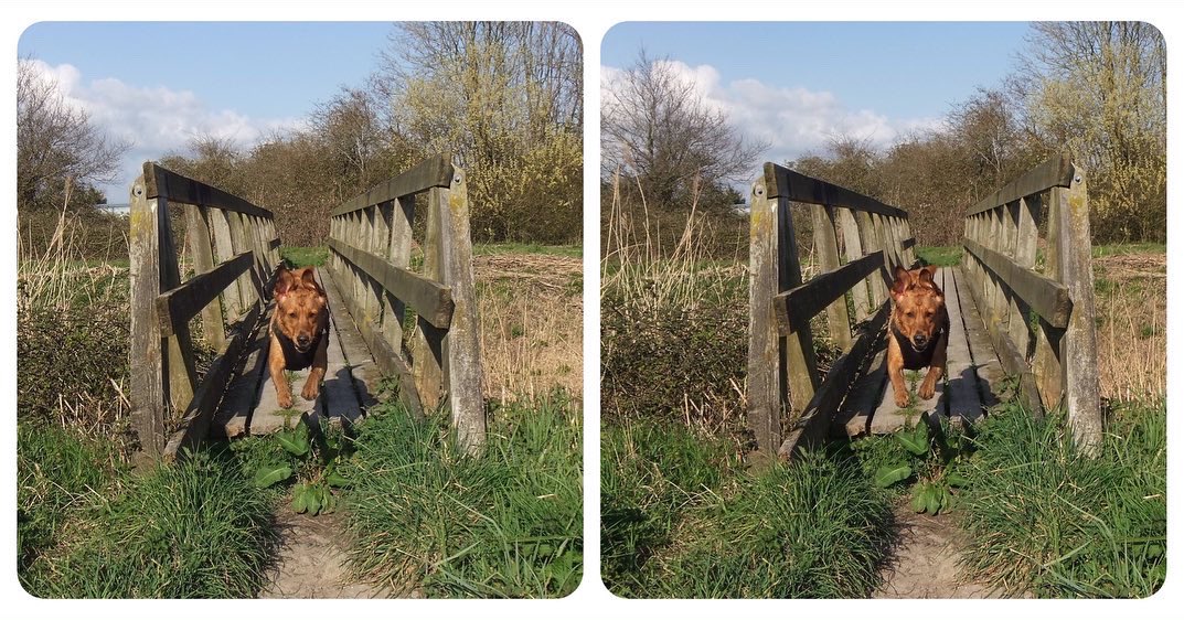 StereoSimian's tweet photo. @WelshGovernment Here are three #stereoscopic #3D photos of places in Wales @DoggoPunky loves! 

The 4th pic describes a freeviewing technique to see the photos in 3D.

1 - playing with a friend at Barafundle Bay
2 - enjoying a run along the @WalesCoastPath 
3 - splashing about in Rhymney River https://t.co/yOA6oJGdwL