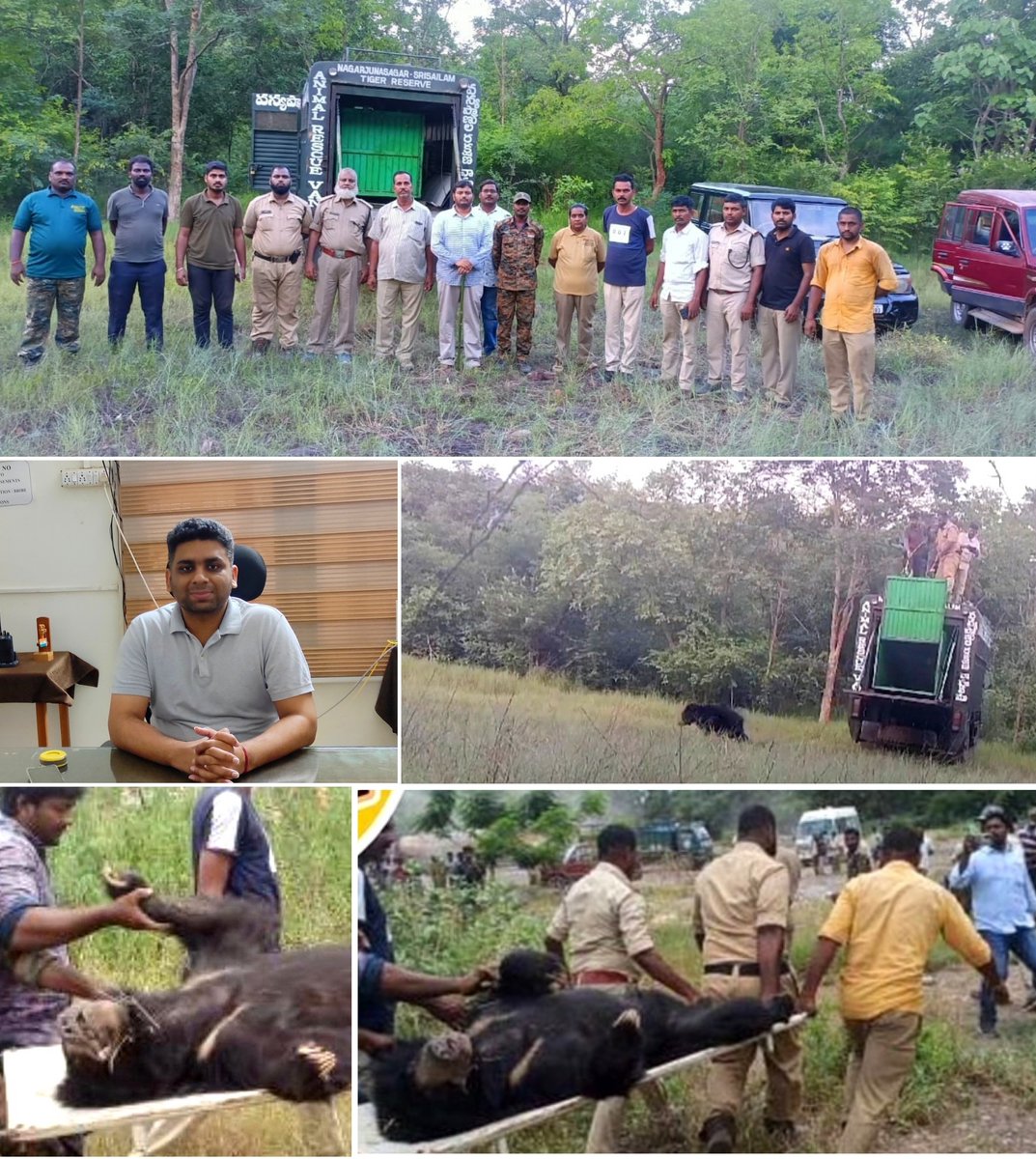 #WildlifeRescueOperation A sloth bear rescued from a cement factory in Gadivemula, Panyam #AndhraPradesh Early morning DFO Nandyal got the Information and immediate action was taken to mobilize the forest staff, veterinarians, rescue staff etc. #humanwildlifeconflict #Rescue