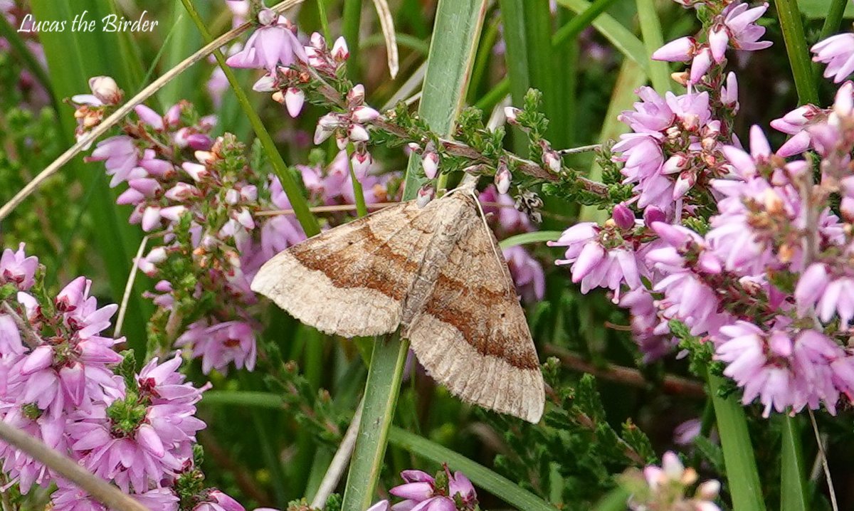 Common Blue and Meadow Brown Butterflies, and a Lead Belle Moth all taken at Blackmoor Nature Reserve yesterday.
@MendipHillsAONB @savebutterflies #lovethemendips  #Butterflies #TwitterNatureCommunity #wildlifeconservation