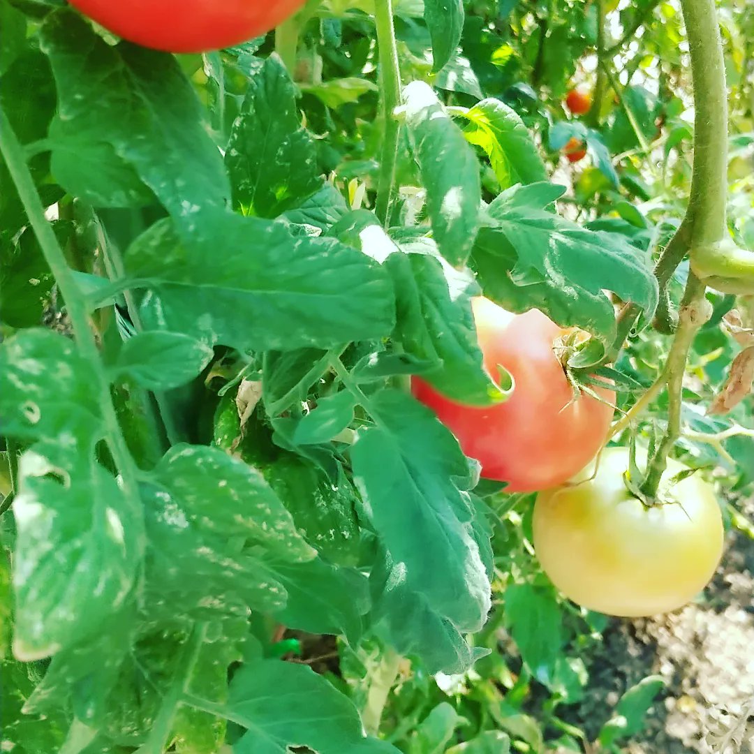 k_wortscience_R's tweet photo. お米から作ったケイ酸を使って栽培した野菜達です！もちろん無農薬！！夏野菜は体を良い体温にしてくれて、ビタミン、ミネラルを与えてくれます☺️
    茄子もトマトも甘味と酸味が強くて最高に美味しかったです☺️ https://t.co/EXvM5QNXUa