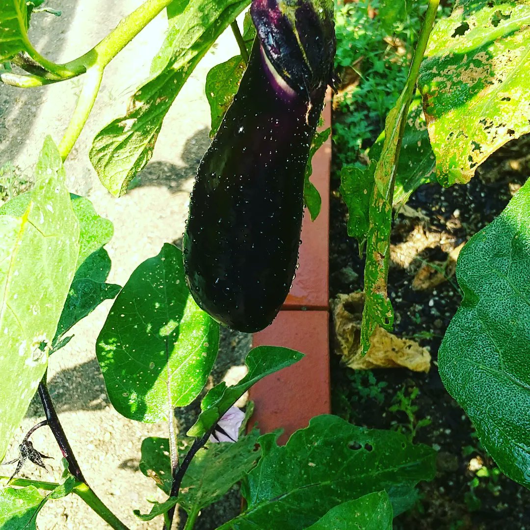 k_wortscience_R's tweet photo. お米から作ったケイ酸を使って栽培した野菜達です！もちろん無農薬！！夏野菜は体を良い体温にしてくれて、ビタミン、ミネラルを与えてくれます☺️
    茄子もトマトも甘味と酸味が強くて最高に美味しかったです☺️ https://t.co/EXvM5QNXUa