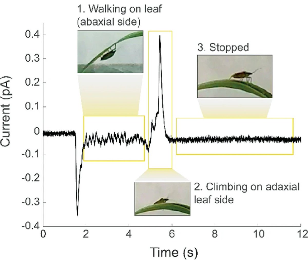 Contact #electrification happens almost always when two materials touch each other. ❓So does it also occur when insect feet 🪲 touch the surface of plant leaves🌱? We believe yes, here are our just published measurements: doi.org/10.1007/978-3-… @BSRiit @IITalk @BarbaraMazzolai