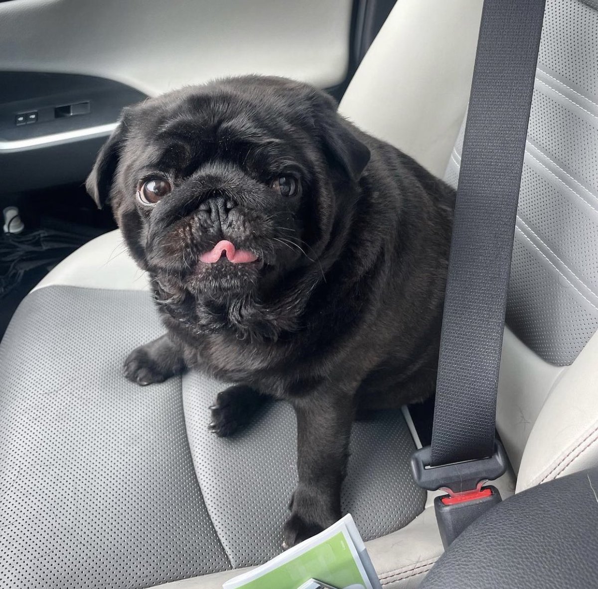 GossipRoomOff's tweet photo. 🚨 En ce samedi 26 août, nous fêtons la Journée Mondiale du chien.

Le monde entier célèbre la joie débordante de nos amis à quatre pattes qui illuminent nos vies par leur présence et leur amour ! 🐶♥️ https://t.co/ra5QRlNXcV
