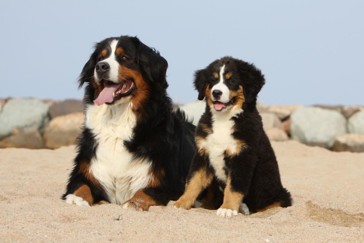 GossipRoomOff's tweet photo. 🚨 En ce samedi 26 août, nous fêtons la Journée Mondiale du chien.

Le monde entier célèbre la joie débordante de nos amis à quatre pattes qui illuminent nos vies par leur présence et leur amour ! 🐶♥️ https://t.co/ra5QRlNXcV