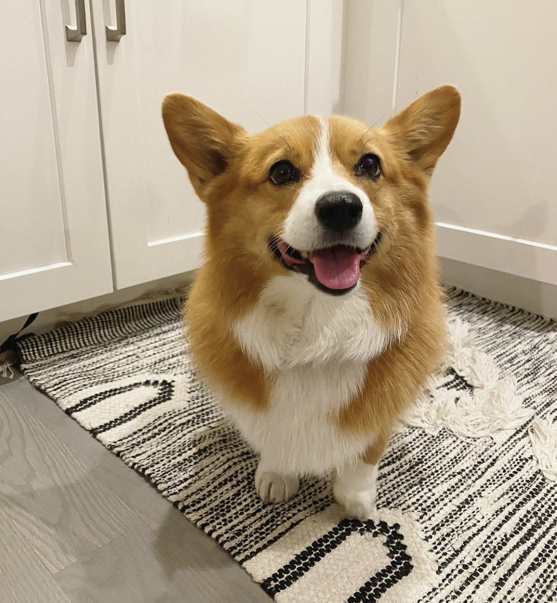 GossipRoomOff's tweet photo. 🚨 En ce samedi 26 août, nous fêtons la Journée Mondiale du chien.

Le monde entier célèbre la joie débordante de nos amis à quatre pattes qui illuminent nos vies par leur présence et leur amour ! 🐶♥️ https://t.co/ra5QRlNXcV