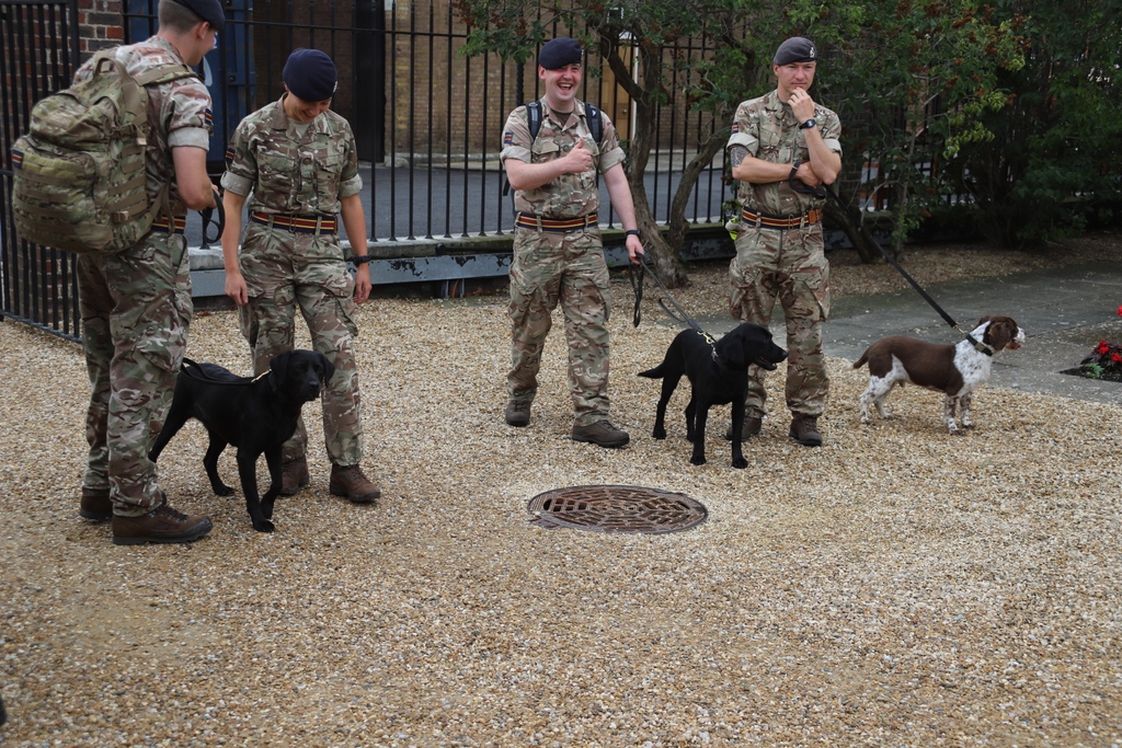 RHChelsea's tweet image. We heard it was #InternationalDogDay and wanted to celebrate the remarkable dogs who are working and have served in the @BritishArmy.🐕️ Dogs play many important roles in the military from patrol searches, explosives detection to search &amp;amp; rescue missions. 

#dogs #militarydog