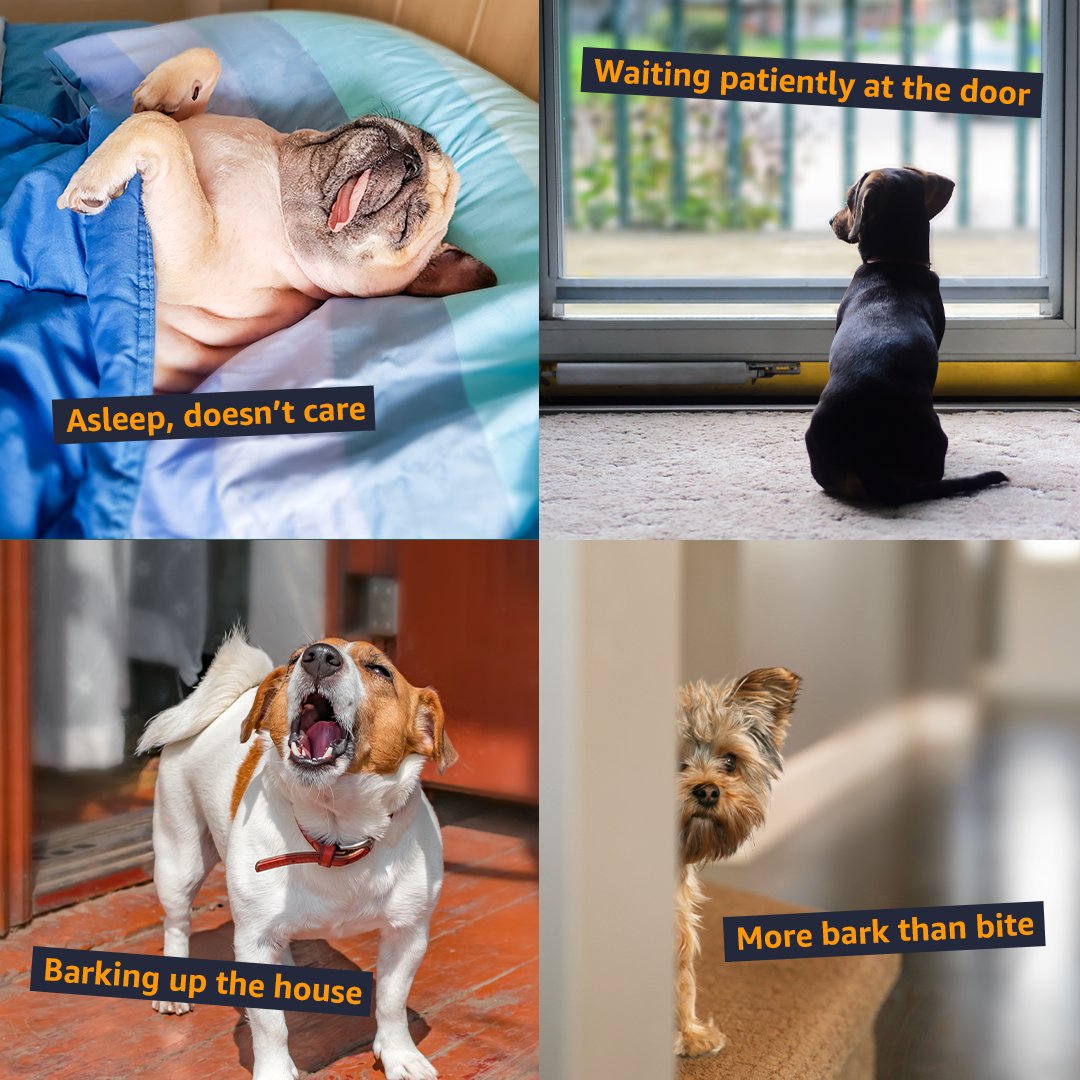 Your Amazon parcel has arrived, but which dog is yours? 👀  #InternationalDogDay