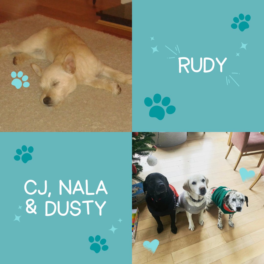 library_MU's tweet photo. Happy International Dog Day! @library_MU we'd like to show that Librarians are not just cat people. Enjoy some photos of the staff's doggos! π #internationaldogday #worlddogday #internationaldogday2023 #librarydogs #library_mu (1 of 2) https://t.co/EOoCbQotXF