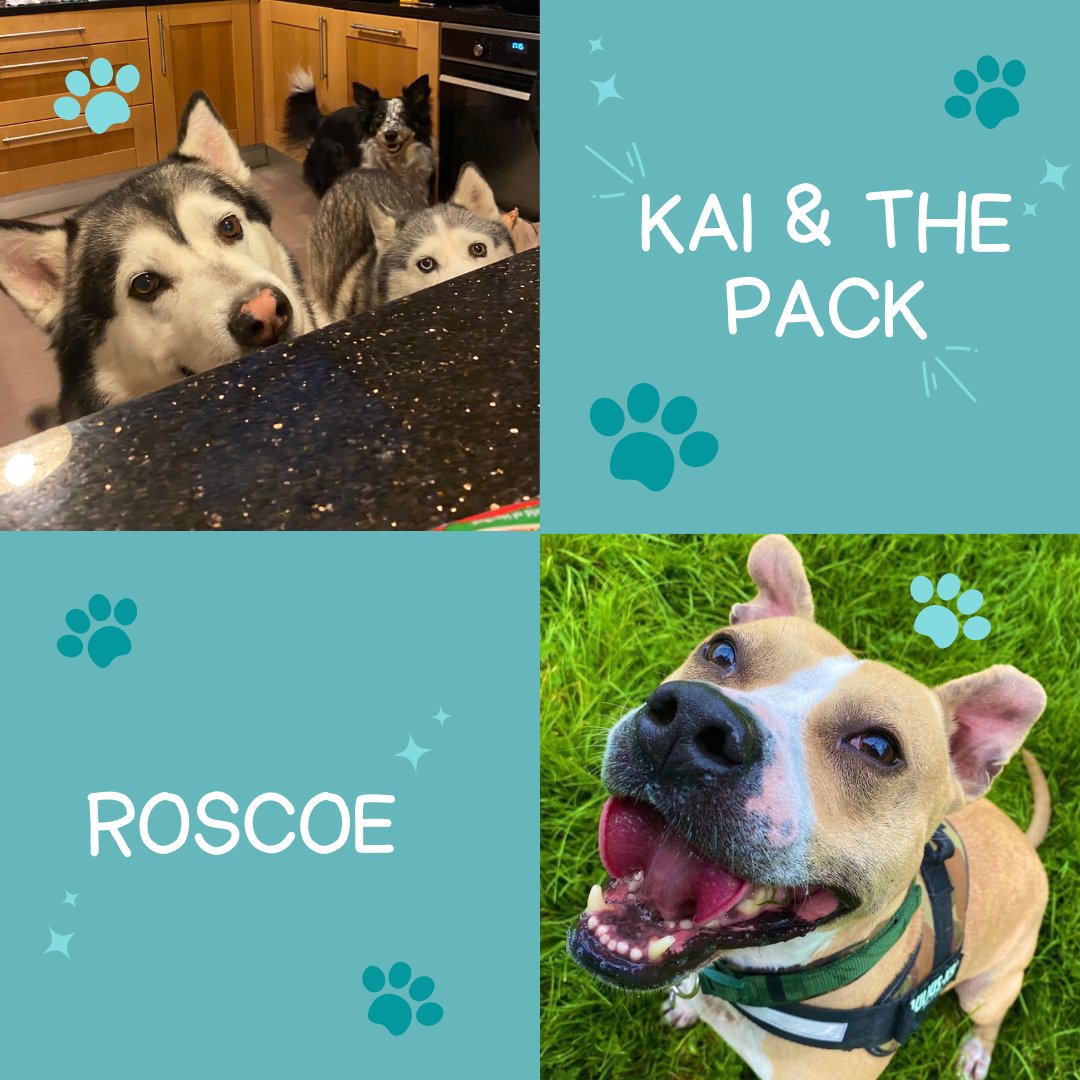 library_MU's tweet photo. Happy International Dog Day! @library_MU we'd like to show that Librarians are not just cat people. Enjoy some photos of the staff's doggos! π #internationaldogday #worlddogday #internationaldogday2023 #librarydogs #library_mu (2 of 2) https://t.co/0ENWMs1hGB