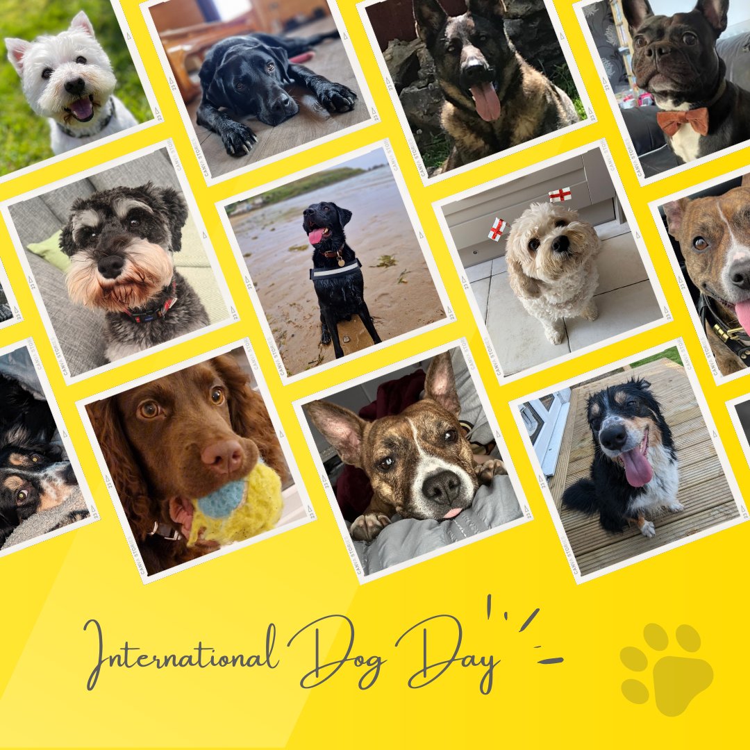 serveandprotect's tweet photo. Today is #InternationalDogDay! We recognise the important role of dogs in the sectors we serve 🐶

We have put together a collection of our own employees' dogs below - the dogs of Serve and Paw'tect 🐾

#ServiceDogs #PoliceDogs #MilitaryDogs #FireDogs https://t.co/6aVQ4J4VuP