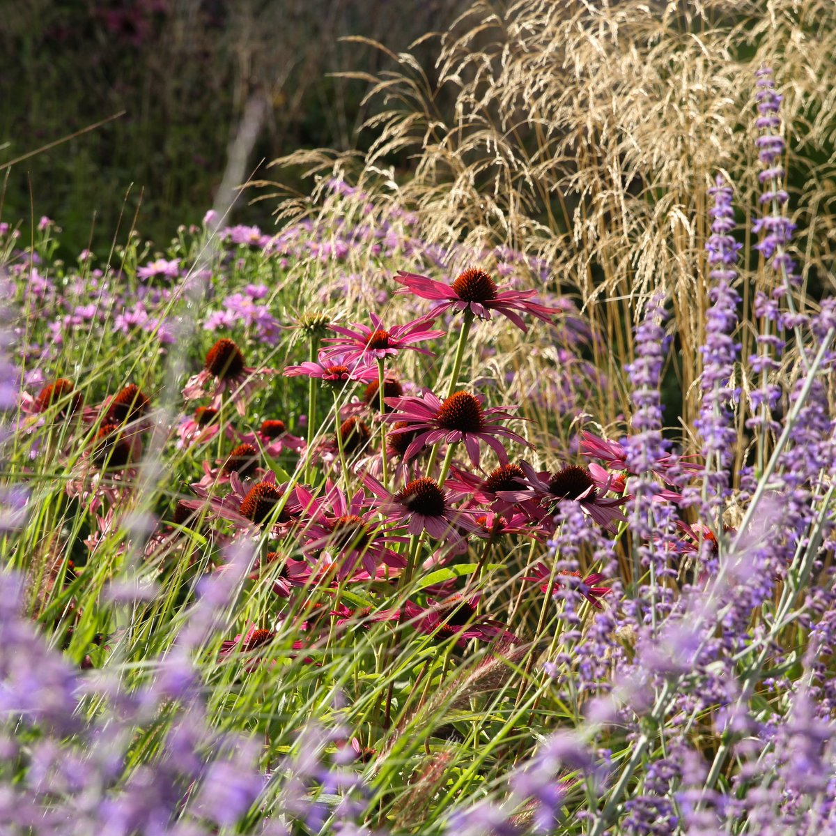 luceinthegarden's tweet photo. The Round Garden is such a pleasure to see every day at work 🤗 Designed by Christina &amp; Laura in my team, this little slice of new perennial style planting is an ever changing burst of colour.
Echinacea purpura 'Rubinstern'
Deschampsia cespitosa 'Goldtau'
Salvia 'Little Spire' https://t.co/hUDL1mK0FX