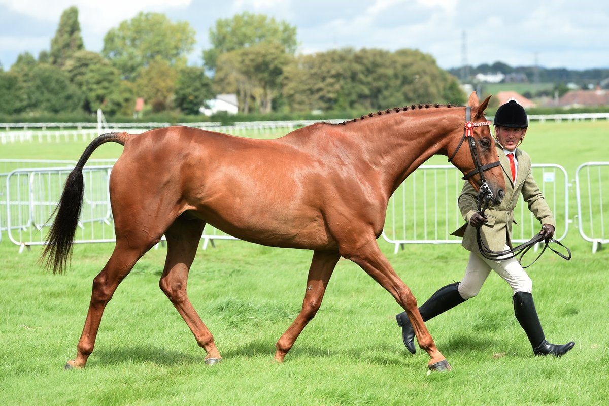 Definitly Red, the 2x champion of the Many Clouds Chase at <a href="/AintreeRaces/">Aintree Racecourse</a> when trained by <a href="/BERacingLtd/">Brian Ellison Racing</a> looking a picture of health with Andy Robertson in the <a href="/Tattersalls1766/">Tattersalls</a> RoR Open In-Hand Series <a href="/TheJockeyClub/">The Jockey Club</a> RoR National Championships. #VersatileRacehorses