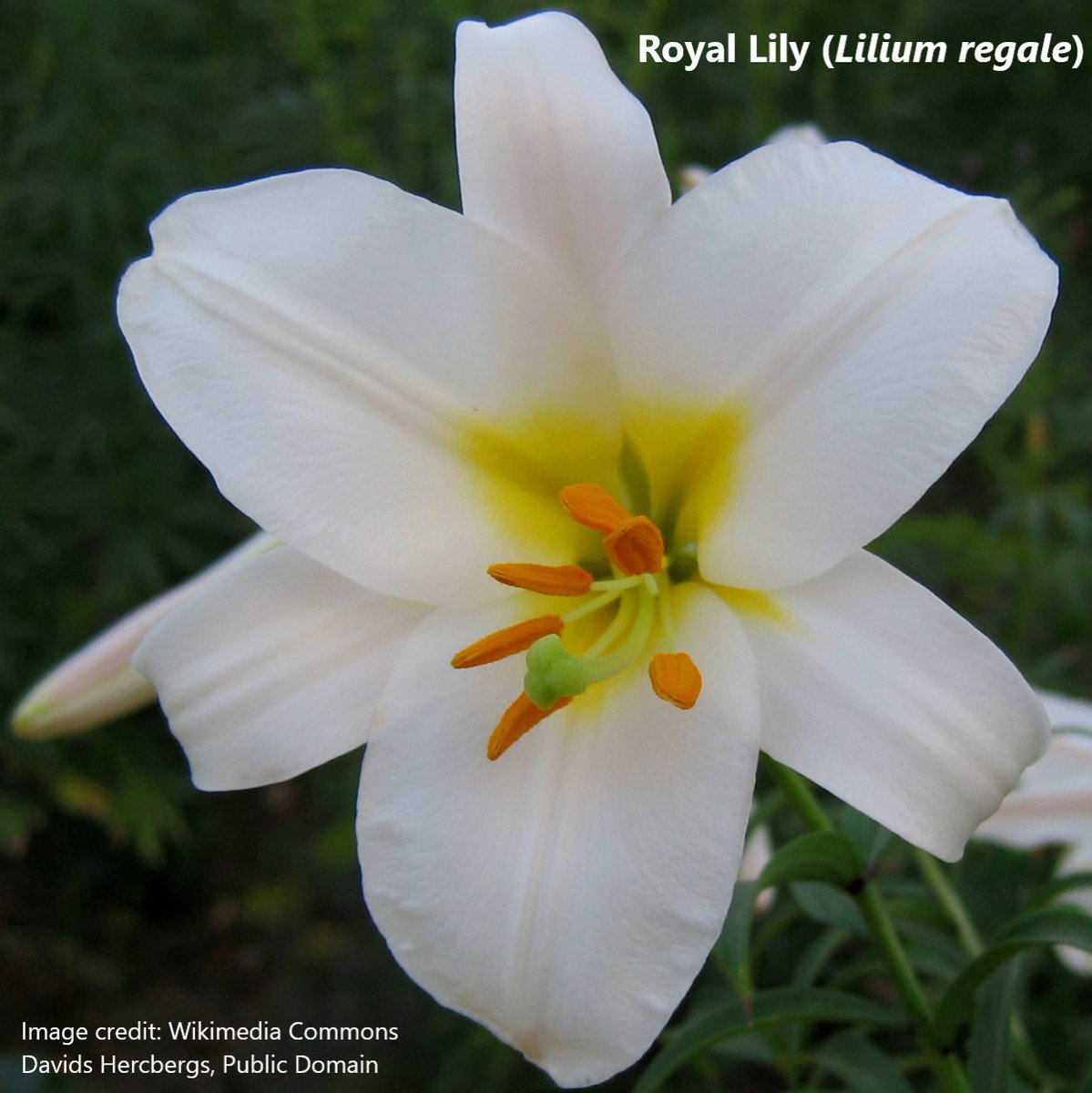 BUCBotany's tweet photo. The Regal, Royal or Christmas #lily (Lilium regale) originates from southwestern China. Tall stems bearing clusters of dramatic trumpet-shaped #flowers. They have 3-fold symmetry typical of #monocots. Petals and sepals are difficult to distinguish in lilies so are called #tepals. https://t.co/KoNt8EfIyA