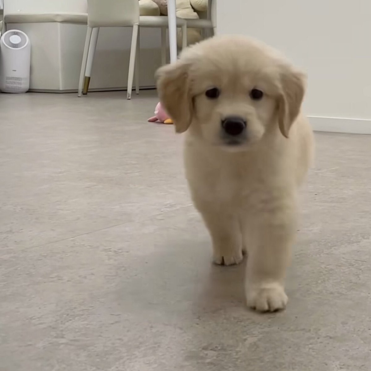 takemybear 🐶 tweet media