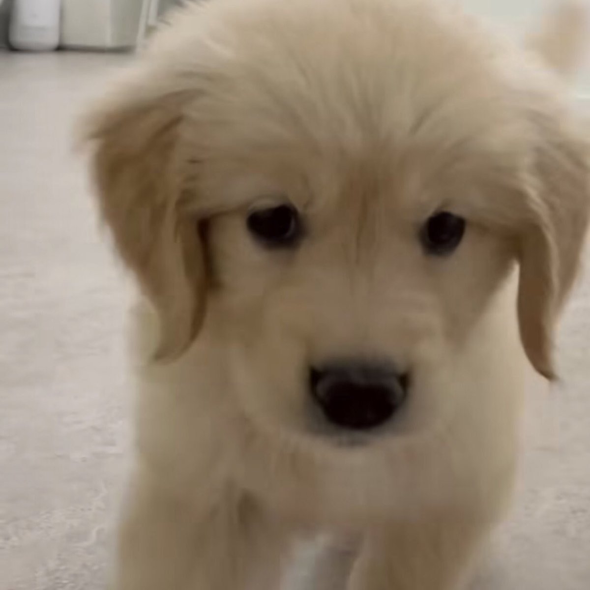 takemybear 🐶 tweet media