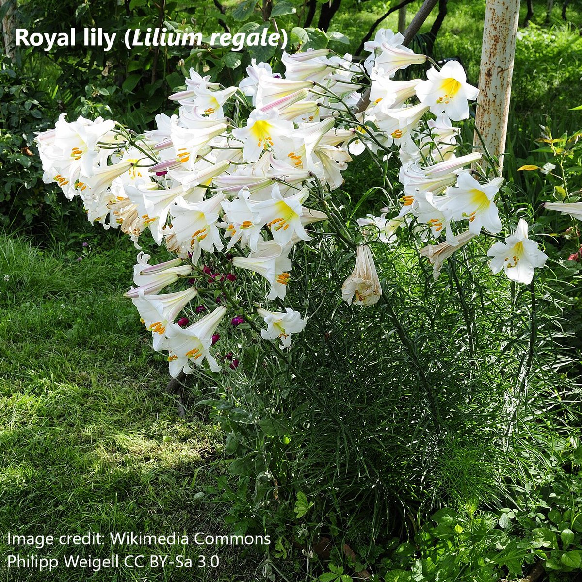 BUCBotany's tweet photo. The Regal, Royal or Christmas #lily (Lilium regale) originates from southwestern China. Tall stems bearing clusters of dramatic trumpet-shaped #flowers. They have 3-fold symmetry typical of #monocots. Petals and sepals are difficult to distinguish in lilies so are called #tepals. https://t.co/KoNt8EfIyA