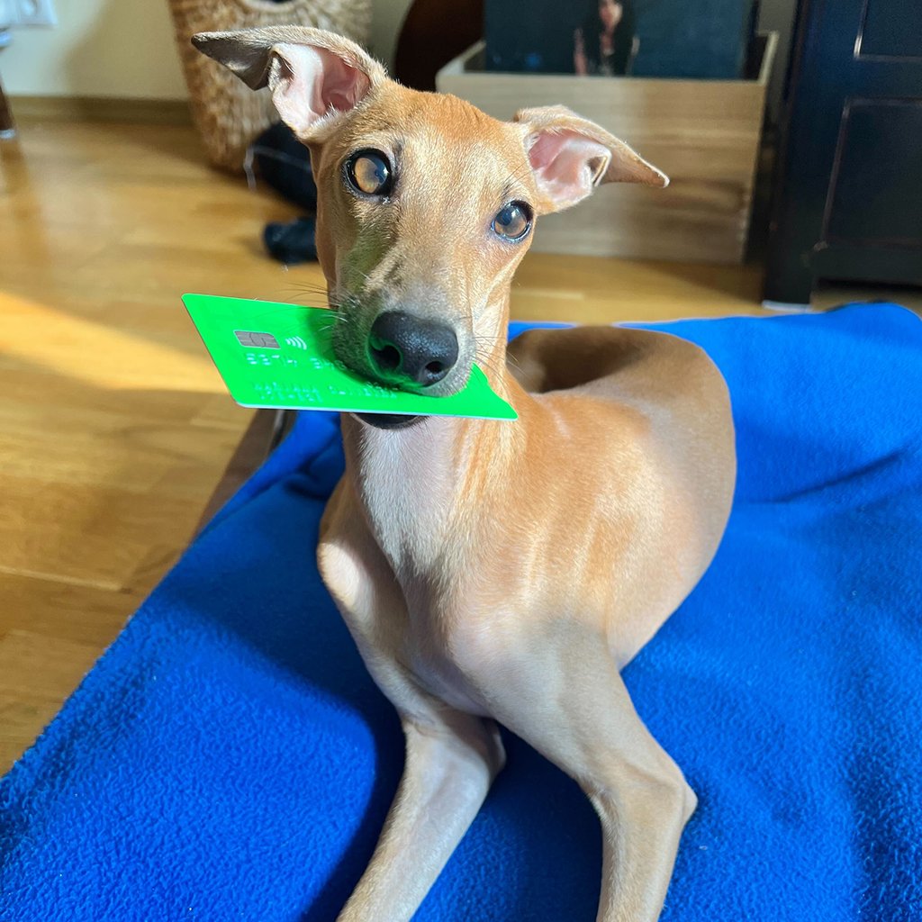 Wise's tweet photo. These good pups pay bills and buy puppucinos... using their human's Wise card, of course 🐶 #InternationalDogDay https://t.co/9jWQrmc5n3
