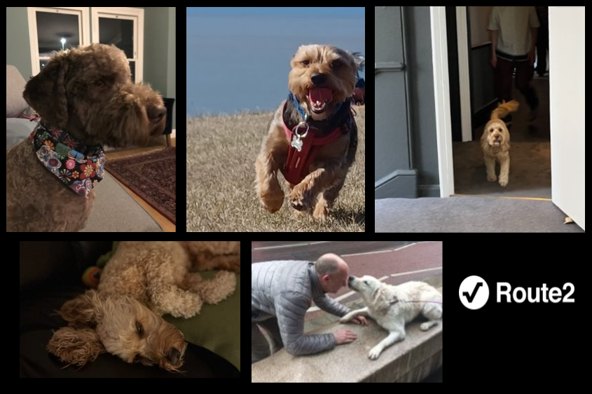 Route2Reports's tweet photo. Today is International Dog Day. 

Many of us at Route2 have the joy of a four-legged co-worker who are by our sides as we work, many of whom take advantage of our #dogfriendly workplace. 

#internationaldogday #route2 #value2society https://t.co/OzRjgL8mHs