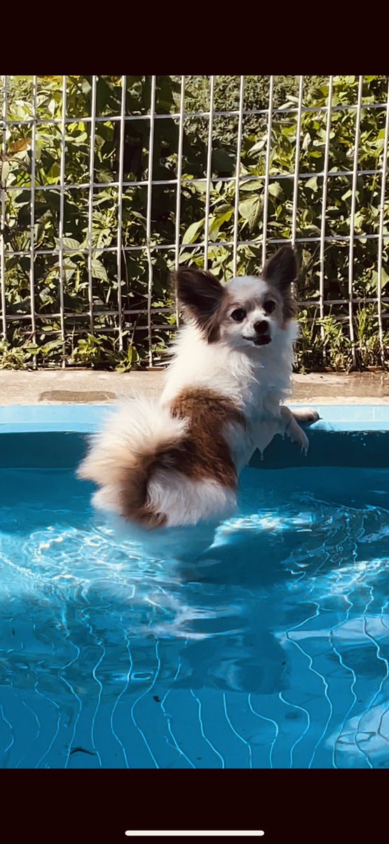 初プール行ってきました！！
全然泳げなくて、温泉みたいにずっと浸かってましたが笑

暑かったので嬉しそうでした〜