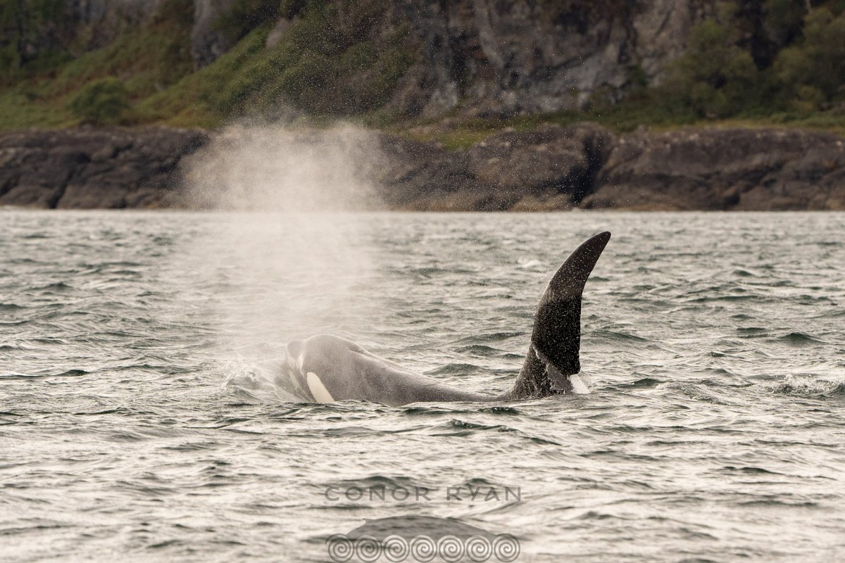 whale_nerd's tweet photo. Yesterday was a day to remember: John Coe &amp; Aquarius swimming along the SE coast of Mull #WestCoastCommunity https://t.co/P0txBmNI7a