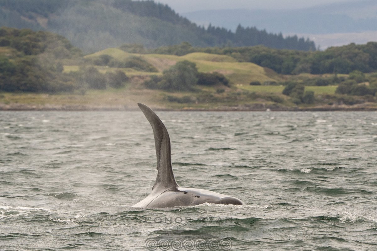 whale_nerd's tweet photo. Yesterday was a day to remember: John Coe &amp; Aquarius swimming along the SE coast of Mull #WestCoastCommunity https://t.co/P0txBmNI7a