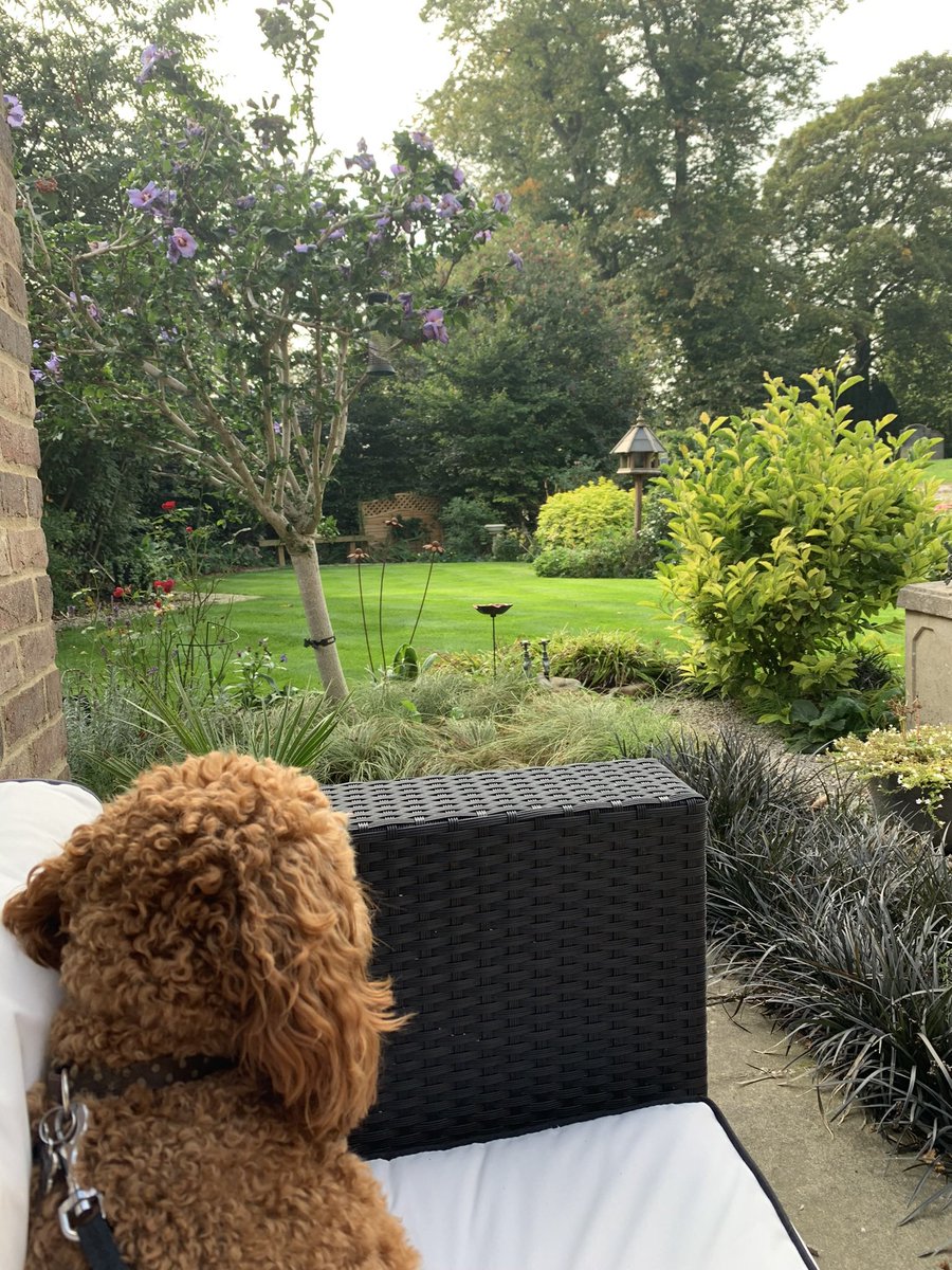 thirskblade's tweet photo. @GWmag Douglas just chilling… https://t.co/KbD87PkvSP