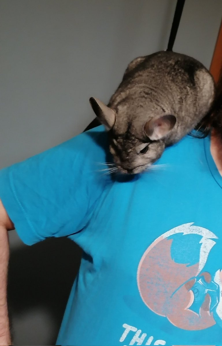 TweetToggy's tweet photo. @shouldhaveanima Szynszyl
The cutest rage ball around https://t.co/c1I4ATMu0v