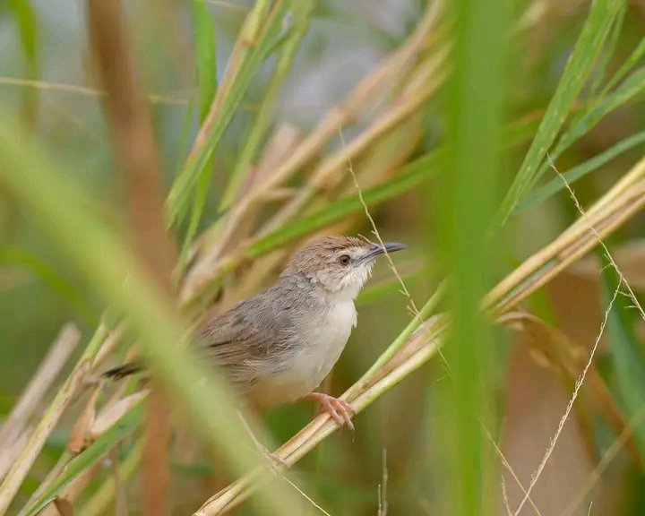 KILOMBERO CISTICOLA
safariblog.site
safariblog.site
#ThePhotoHour #wildlife #TwitterNatureCommunity #nature #BBCWildlifePOTD #BirdsSeenIn2023 #birdwatching #travelphotography #BirdsOfTwitter #NatureUk #StormHour #dailypic