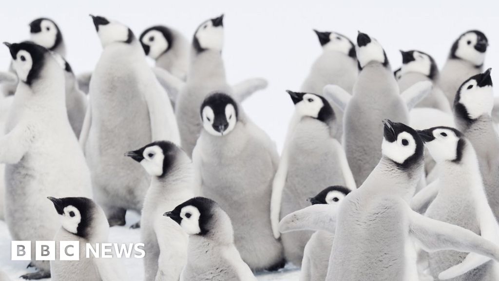 Distressing News: The Antarctic ice breakup has resulted in the heartbreaking death of thousands of penguins, including an estimated 10,000 emperor penguin chicks. This stark reality emphasizes the urgent need for decisive measures to combat climate change.💔🐧 #AntarcticWildlife