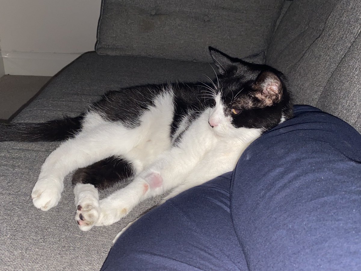Message_Claire's tweet photo. A sorry #Caturday for Momo.  A tooth extraction, antibiotics and strong pain killers 😕. Someone’s feeling VERY sorry for himself 🥲 https://t.co/TYzt13s89q