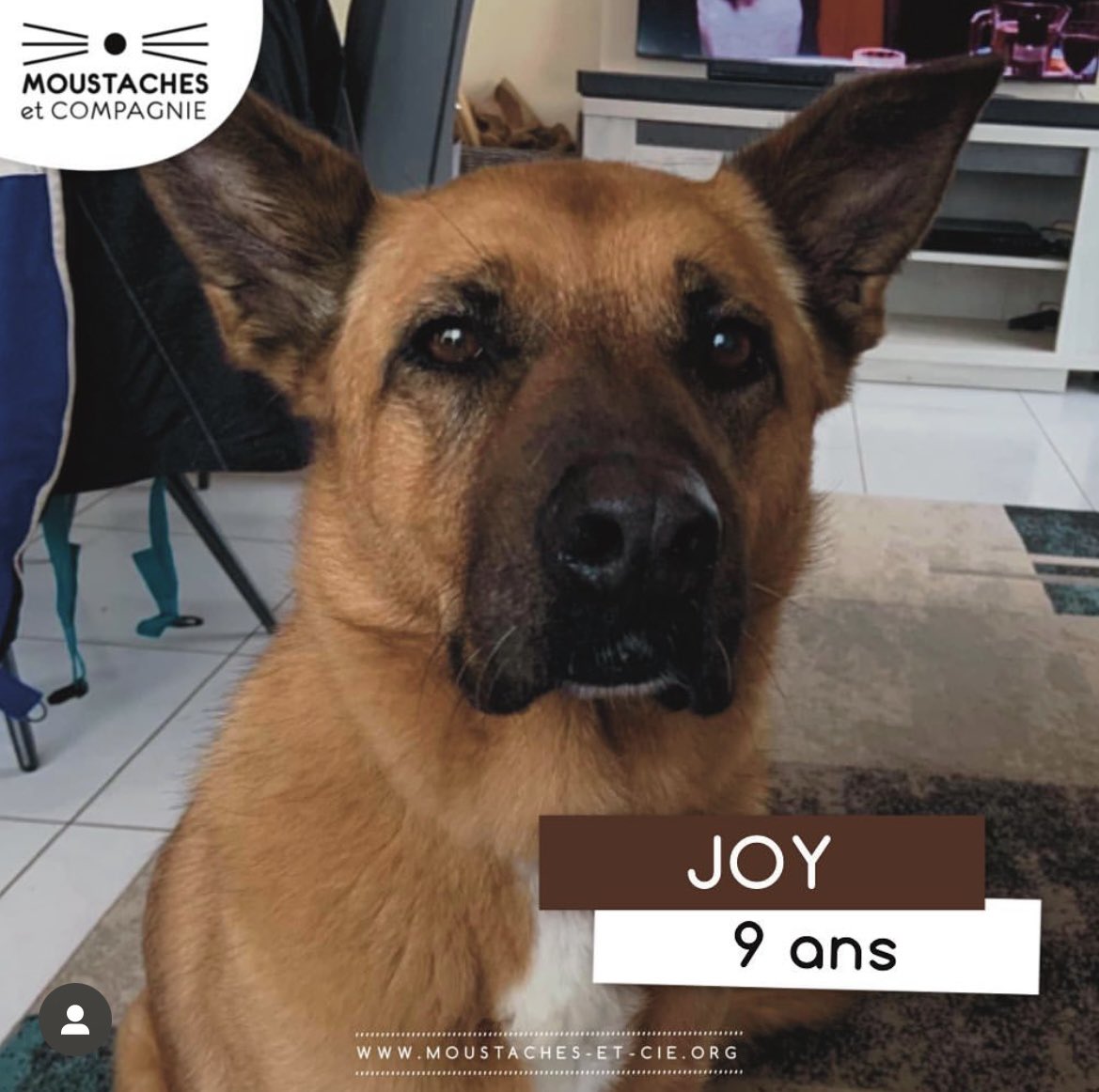 🐾 Journée Mondiale du chien 🐾

Chaque année, le 26 Août met à l’honneur les chiens. Voici qql chiens à l adoption. Retrouvez toutes les fiches des moustachus à l'adoption ici : moustaches-et-cie.org/nos-animaux