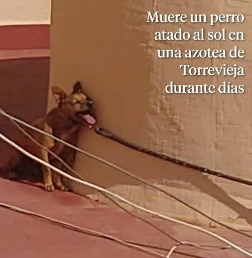 AmaregarDefensoraAnimalista, EcoFeminista tweet media