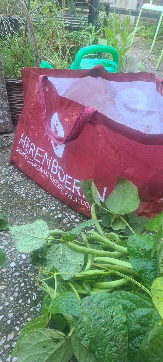 Geert_gabriels's tweet photo. Vandaag voor het eerst groenten, fruit en kruiden mogen ophalen/plukken als lid van "Herenboeren Land van Weert" @herenboerweert . Veel bekenden en allemaal begaan met lokaal geproduceerd voedsel in een gezond ecosysteem. Voelt goed! @herenboeren https://t.co/sadLT5C94Q