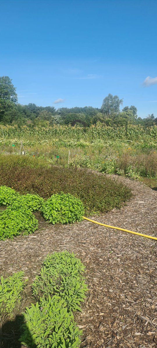 Vandaag voor het eerst groenten, fruit en kruiden mogen ophalen/plukken als lid van "Herenboeren Land van Weert" <a href="/herenboerweert/">HB Land van Weert</a> . Veel bekenden en allemaal begaan met lokaal geproduceerd voedsel in een gezond ecosysteem. Voelt goed! <a href="/herenboeren/">Herenboeren</a>