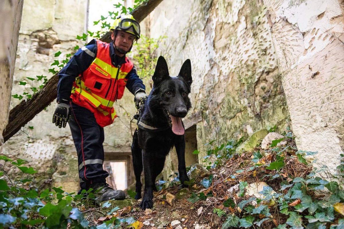 SecCivileFrance's tweet photo. #JournéeMondialeDuChien🐕 Fouiller, chercher, accompagner, trouver, sauver...
🐶 Chiens de travail mais compagnons avant tout !

🫡 L'occasion de saluer les + de 400 binômes cynotechniques des sapeurs-pompiers et sapeurs-sauveteurs qui sont mobilisés à nos côtés partout en 🇫🇷. https://t.co/Qlnx1PE4hV