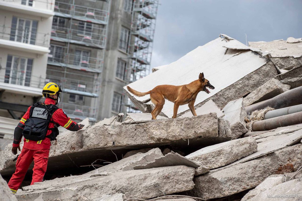SecCivileFrance's tweet photo. #JournéeMondialeDuChien🐕 Fouiller, chercher, accompagner, trouver, sauver...
🐶 Chiens de travail mais compagnons avant tout !

🫡 L'occasion de saluer les + de 400 binômes cynotechniques des sapeurs-pompiers et sapeurs-sauveteurs qui sont mobilisés à nos côtés partout en 🇫🇷. https://t.co/Qlnx1PE4hV