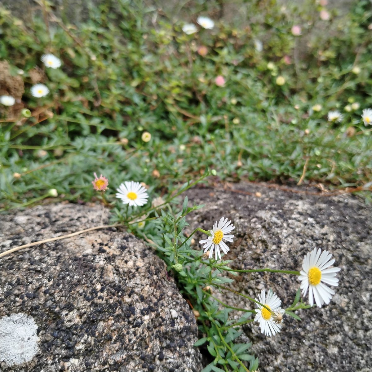 All sorts of #wildflowers growing in the cracks of a wall

#naturePhotography